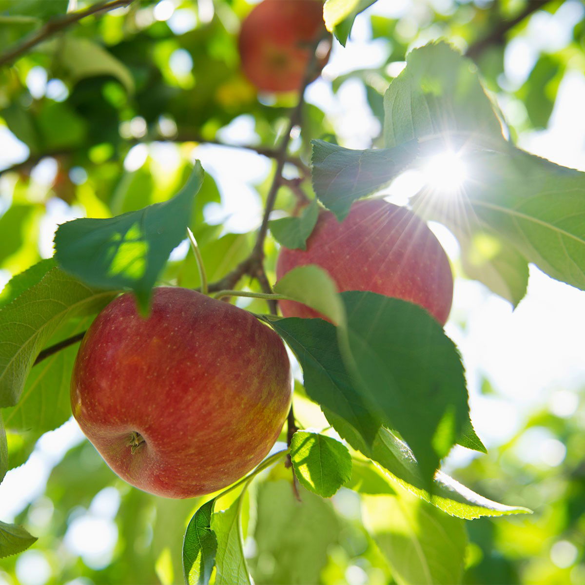 apples on a tree