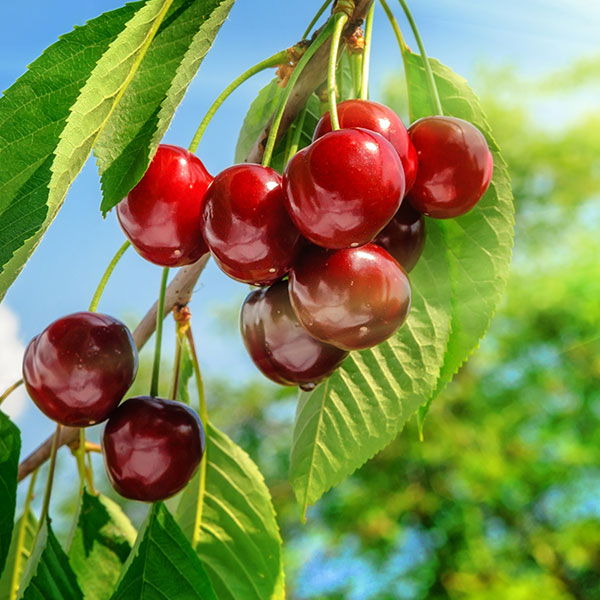 cherries on tree