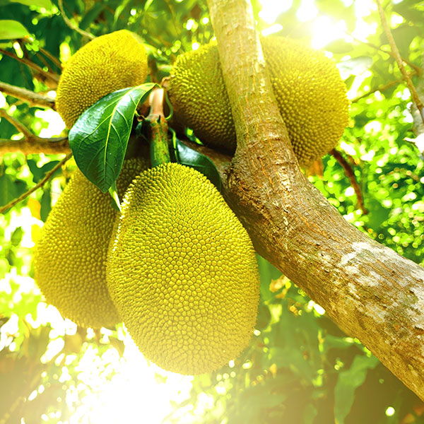 jackfruit