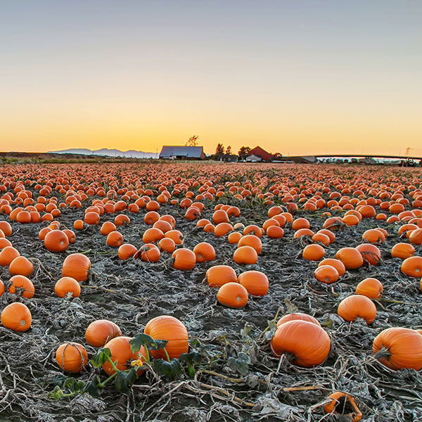 pumpkin patch