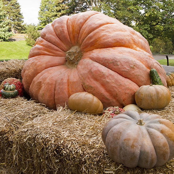 giant pumpkin