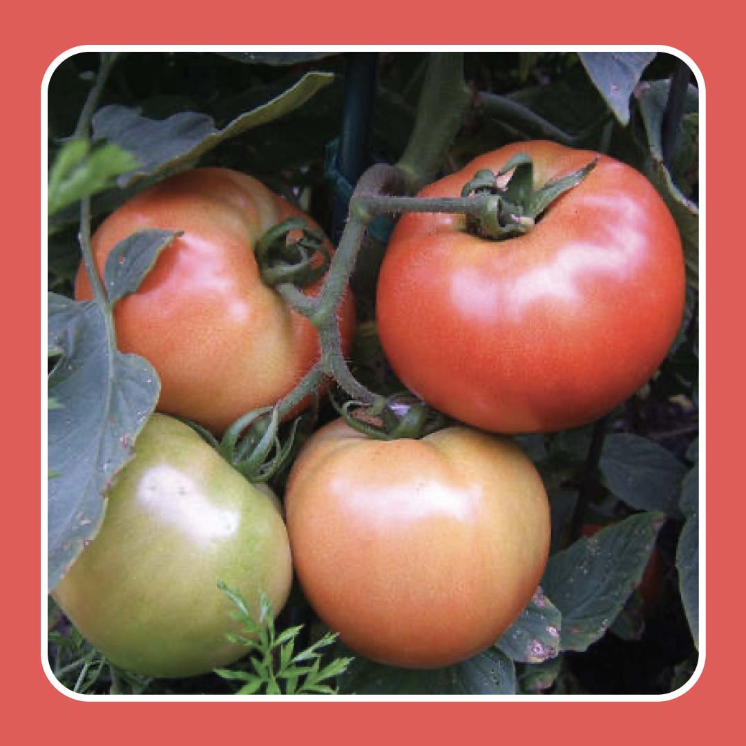 how do i grow top tier tomatoes