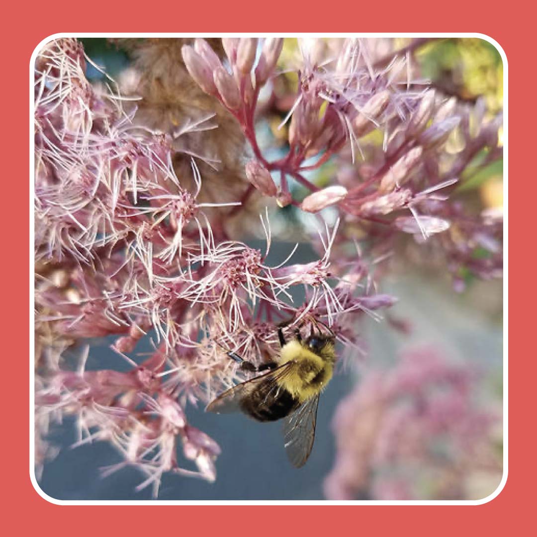 what plants are popular with pollinators?