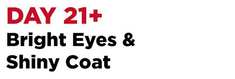 day 21+ bright eyes & shiny coat