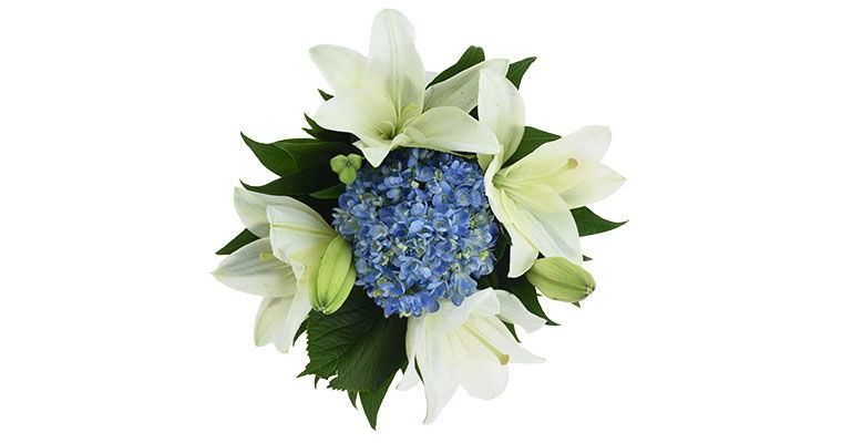 soft serenity bunch